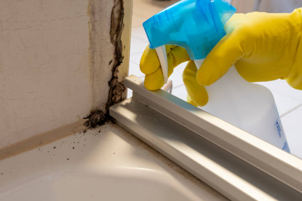 Best Local Mold Removal Service  in Aransas Pass, TX