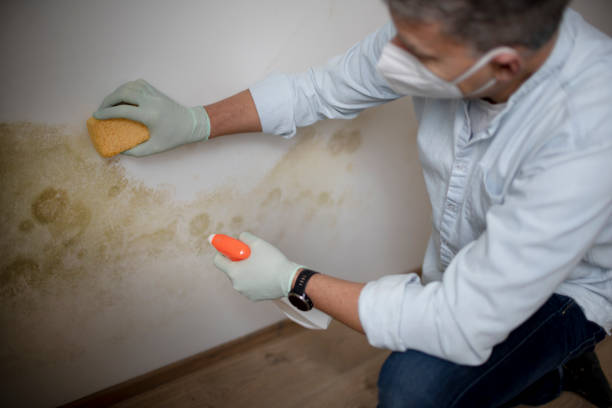 Best Mold Damage Repair  in Aransas Pass, TX