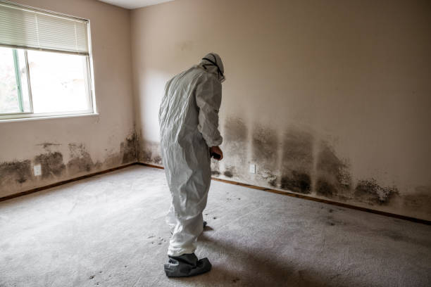 Office Mold Removal Services in Aransas Pass, TX